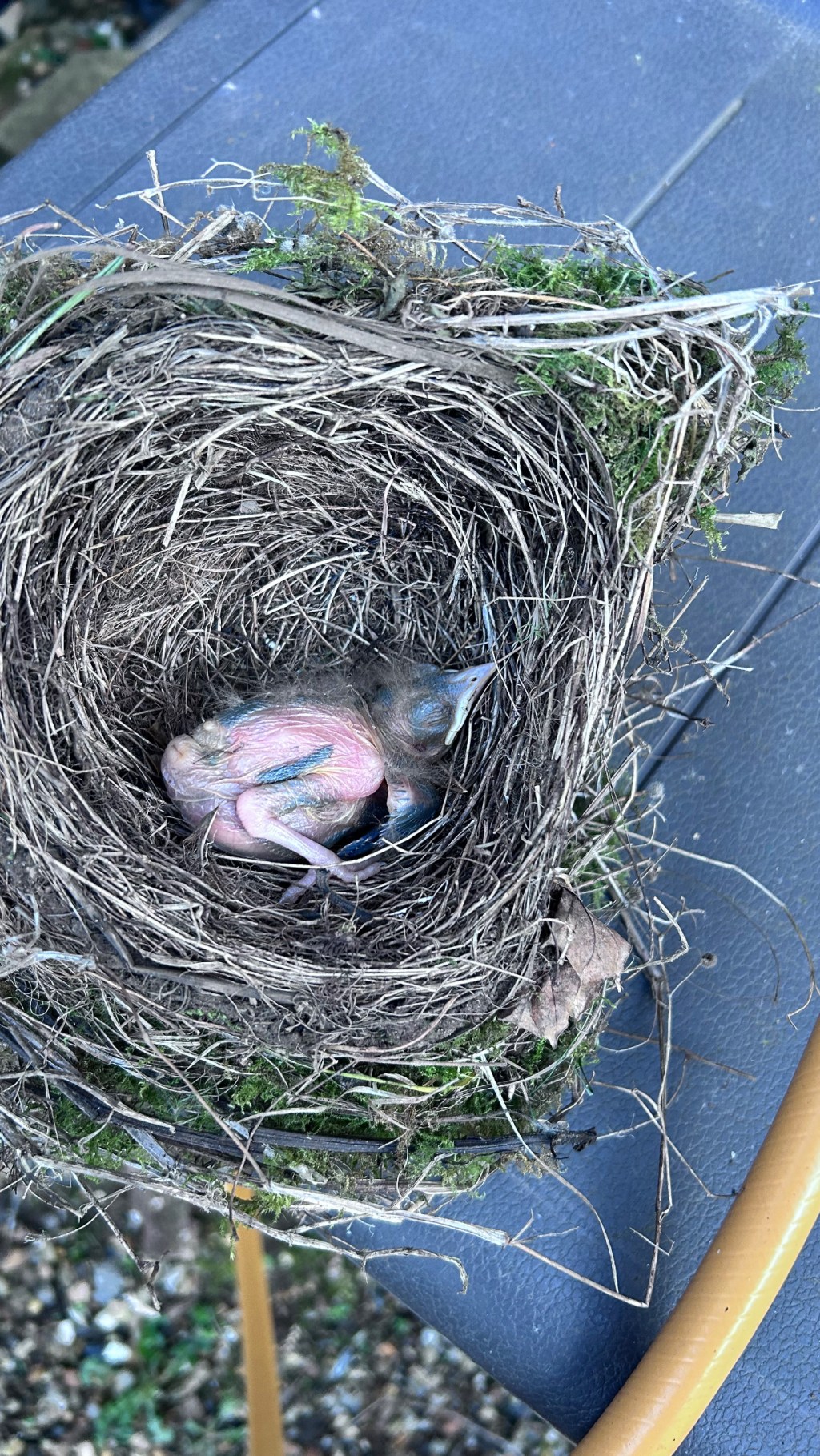 Baby Pidge & Bird Architecture /&nbsp;Craft
